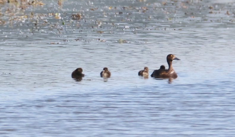 Bingenheimer Ried (Bingenheim) Aktuelles, was ist los im Bingenheimer Ried